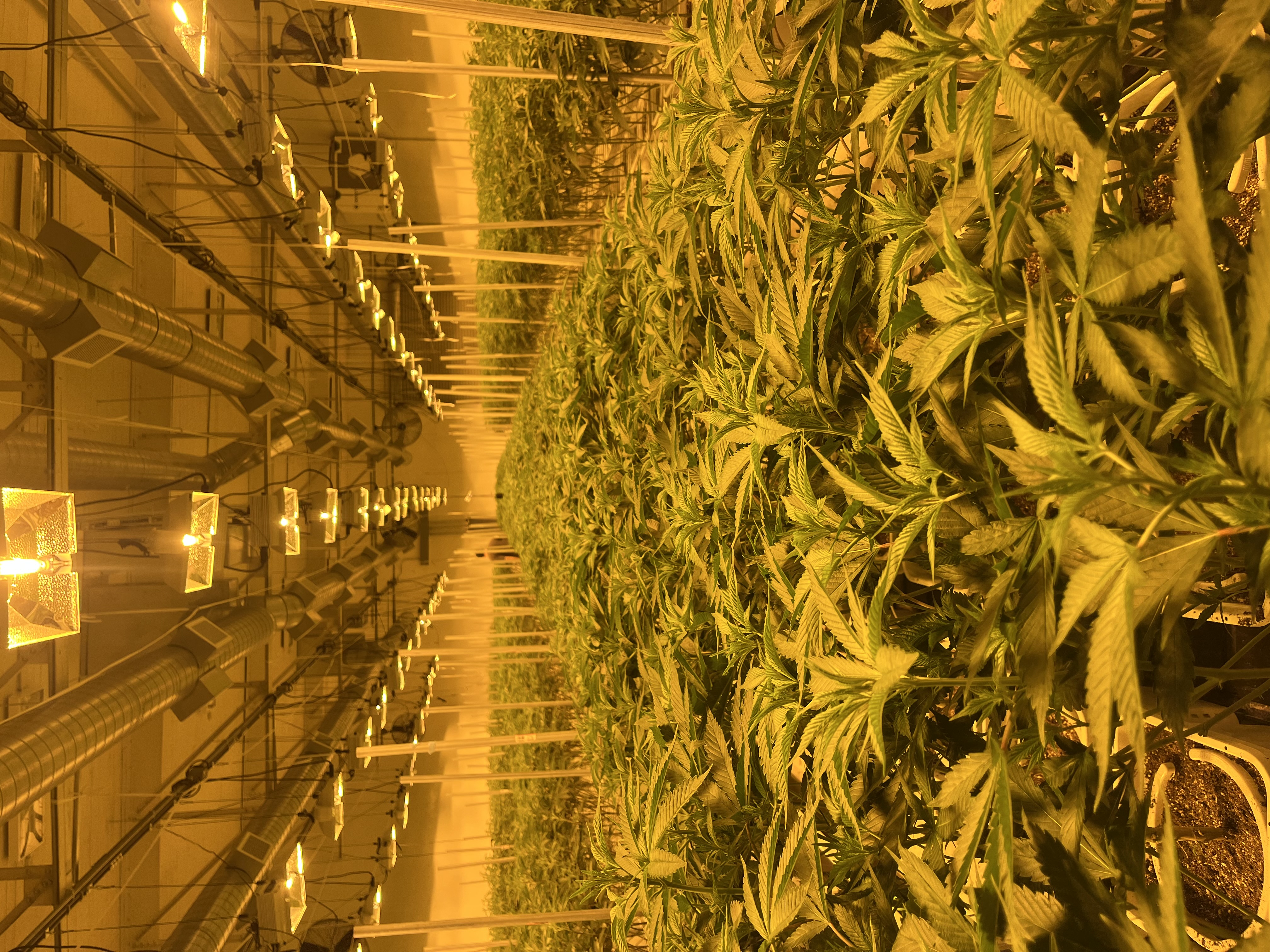 Dense rows of mature plants under amber grow lights