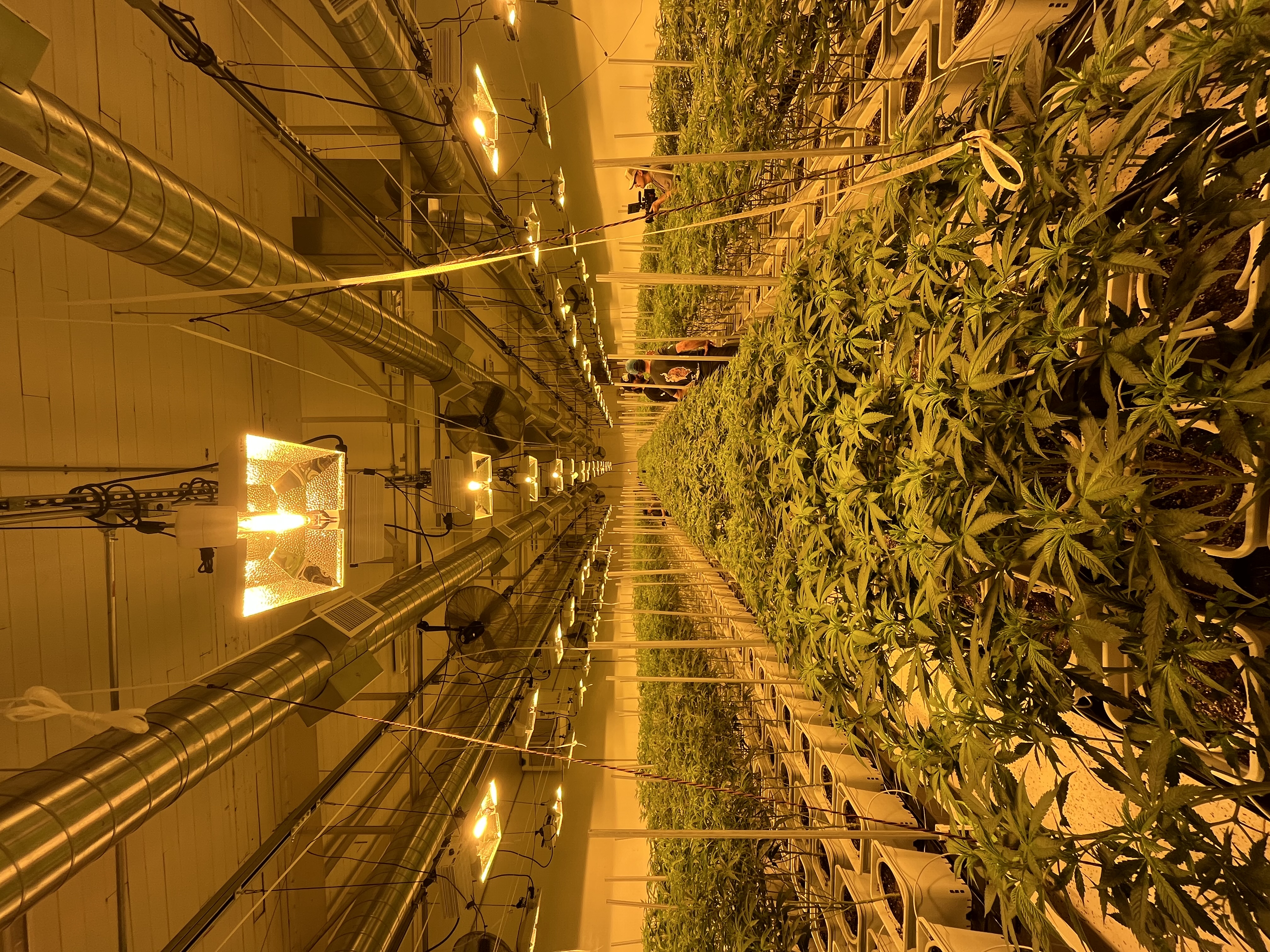 Rows of young plants under grow lights, crew tending the room