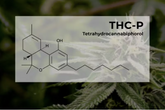 THCP: The exotic cannabinoid